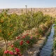 bogcha orchard cover