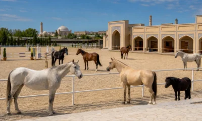 bukhara equestrian cover