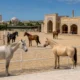 bukhara equestrian cover
