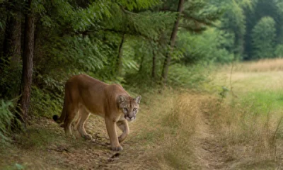 euronews puma