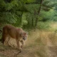 euronews puma