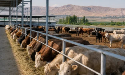 gijduvon cattle cover