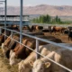 gijduvon cattle cover