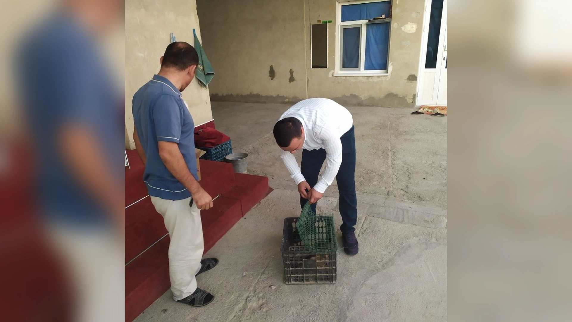 Kogondagi xonadonda topilgan sapsan qushi