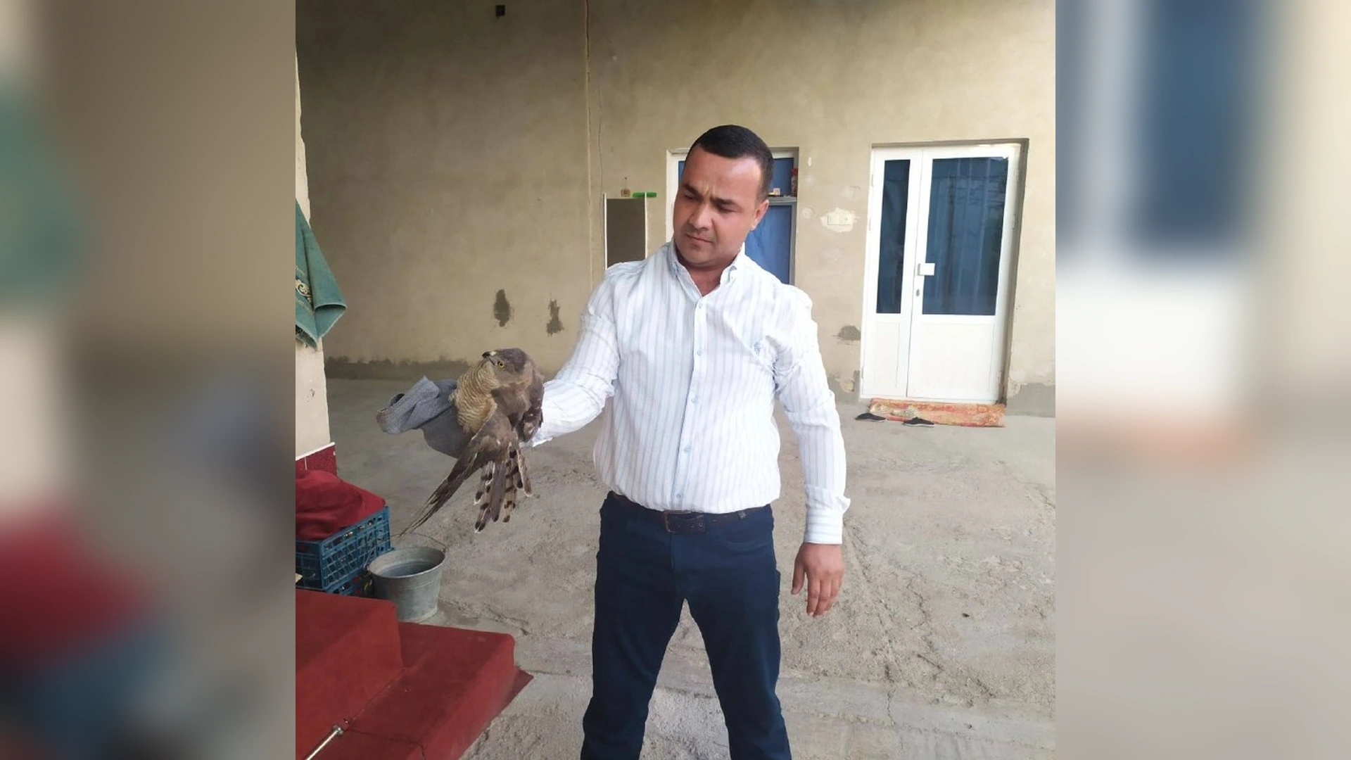 Sog‘lom sapsan qushi tabiatga qaytarilishidan oldin