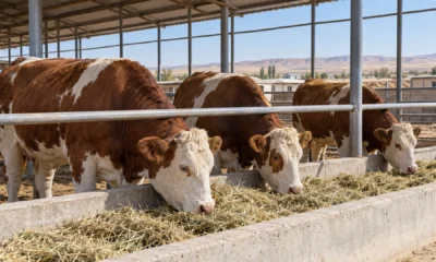 15 cattle cover