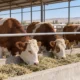 15 cattle cover