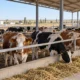 23 farm cover
