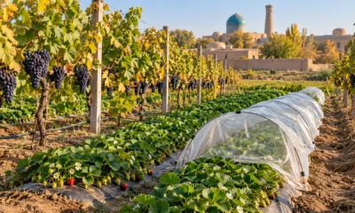 farm cover