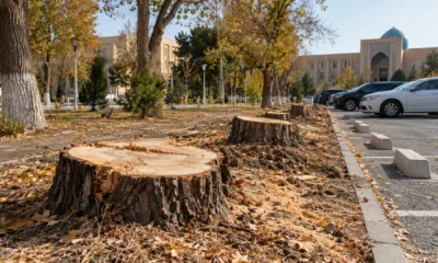 tree cover 2026 10 03