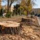 tree cover 2026 10 03